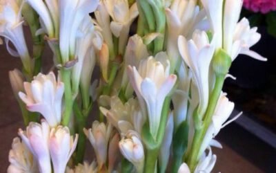 El origen del nardo: curiosidades, cuidados y características